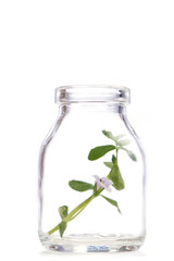 Indian pennywort or brahmi flower and green leaves isolated on white background.