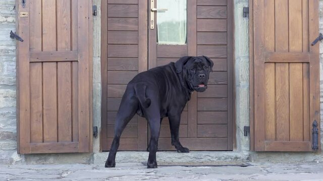 Black Dog Cane Corso near italian house door. Purebreed pet