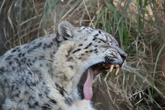 snow leopard yarning teeth visible