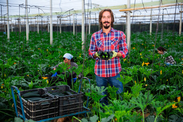 Owner of the greenhouse demonstrates the harvest of ripe zucchini