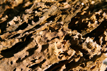 The dynamic texture of rotten wood. Rotten tree stump in the forest. Natural background image.