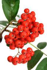 A bunch of red rowan berries with green leaves on a white background.

