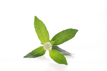 False daisy or erclipta prostrata green leaves and flower isolated on white background.