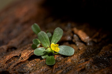 Purslane flowers and green leaves on the rock background.