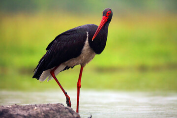 Black stork (Ciconia nigra) in the water. Stork fishing in a shallow lagoon.A big black stork with a red beak and a drop of water on its tip in the water.