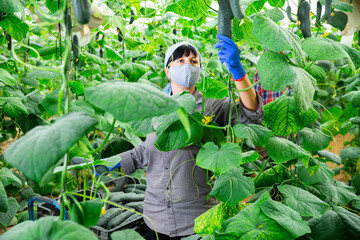 german farmers cultivating cucumbers in hothouse during coronavirus