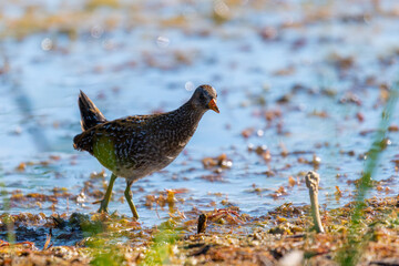 Spotted crake or Porzana porzana in a wildlife close up
