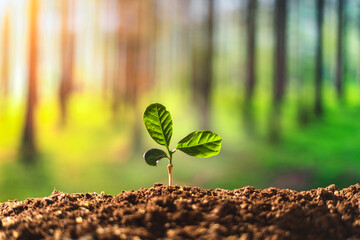 Small tree concept and tree planting