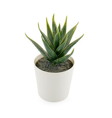 Succulent plants in pots on white background.
