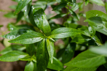 Kariyat or Andrographis paniculata green leaves on nature background.