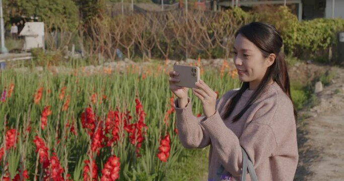 Woman use of mobile phone to take photo at gladiolus flower garden