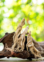 Dried ginseng on nature background.