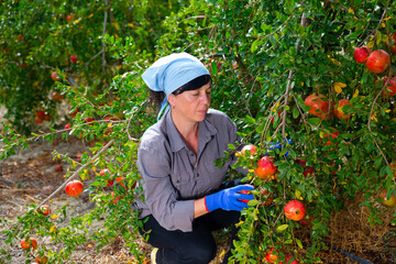 Harvesting pomegranates in the garden - woman picks ripe pomegranates from tree branches