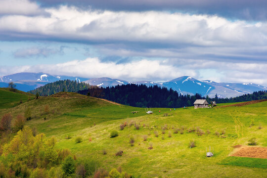 rural fields on rolling hills in springtime. borzhava mountain ridge in the distance. carpathian landscape of ukraine. area of synevy national park. nature scenery in dappled light