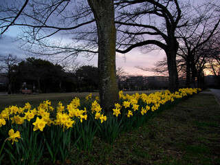 Obraz premium Tokyo,Japan-March 16,2021: Group of Yellow Narcissus flower in full bloom at dawn 