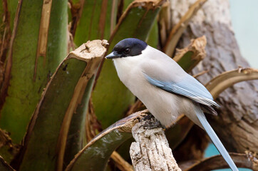Azure-winged magpie.
  This bird is slightly larger than a starling. A bird with smoky gray body shades, blue wings and tail, and a black hat. Lives in East Asia.