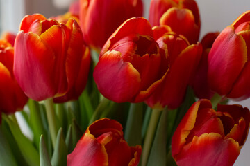 Bouquet of red tulips close-up
