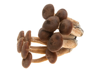 honey mushrooms isolated