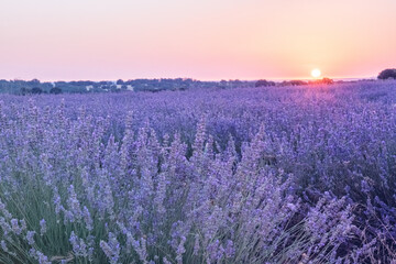 Naklejka premium Lavender flowers in a field in the rays of the sun