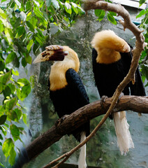 Rhinoceros hornbill.
The birds got their name from their large, long beaks, sharply curved downward and having significant outgrowths of various shapes at their base. They live in the humid tropical f