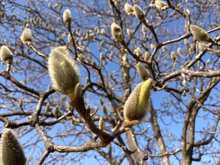 branches in spring