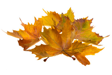 autumn leaves isolated