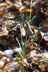 snowdrops growing in spring early spring