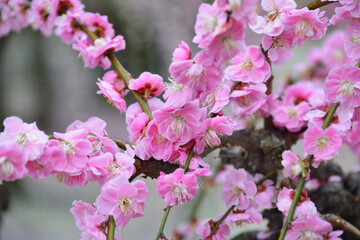 三重県津市に咲くしだれ梅の花