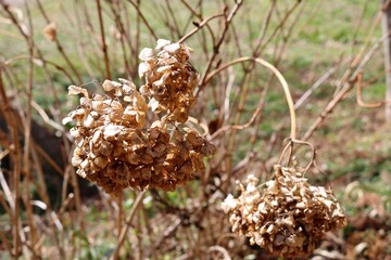 春　アジサイの花　ドライ　終焉