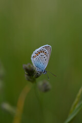 Common blue butterfly in nature, close up