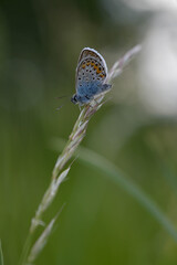 Common blue butterfly in nature, close up