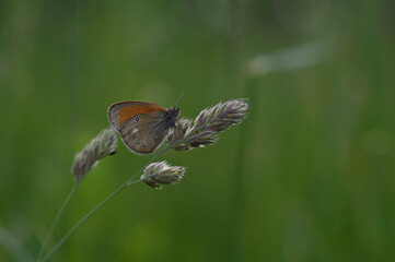 Orange and grey butterfly with spots close up in nature