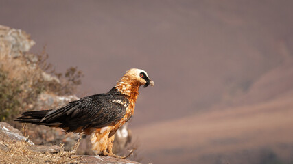 Bearded Vulture