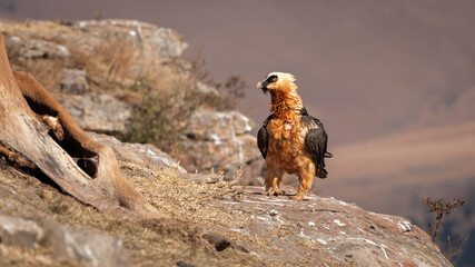 Bearded Vulture