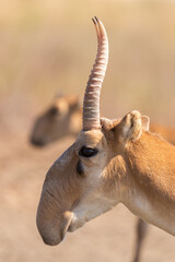 Portrait of male Saiga antelope or Saiga tatarica © rostovdriver