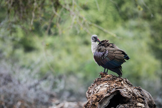 Hadeda bird sitting on a tree stump