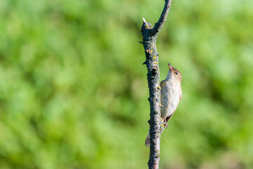 Warbler or Acrocephalus bird on a dry branch
