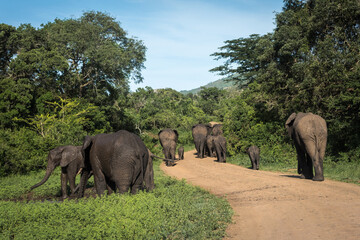 Fototapeta na wymiar Herd of elephant walking down the road