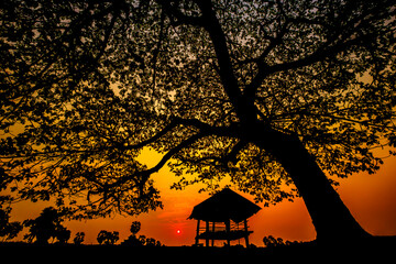 Silhouette of beautiful big tree and the hut on sunrise background.