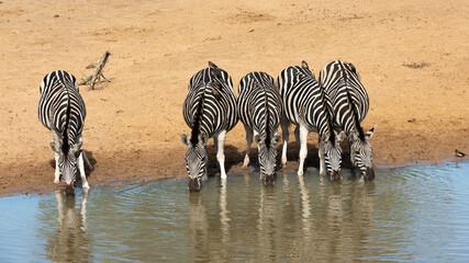 Fototapeta na wymiar Herd of zebra drinking at a waterhole