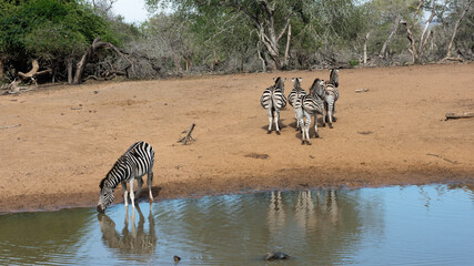 Herd of zebra drinking at a waterhole