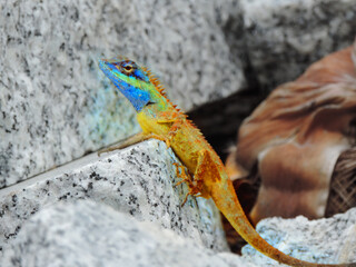 Soft focus of Calotes Bachae Lizard on marble surface, A garden lizard with a blue head . The scales at  back of  head look like spears