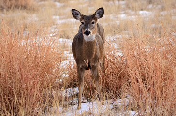 white-tailed doe standing in the grasses in winter along the wildlife drive in rocky mountain...