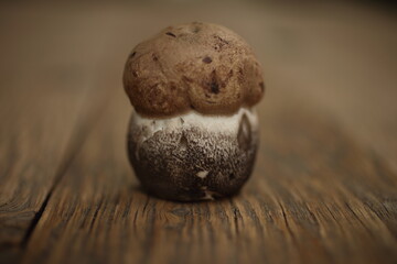 Leccinum vulpinum, commonly known as the foxy bolete