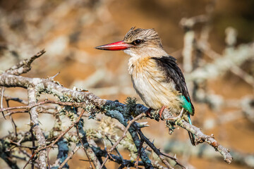 Brown Hooded Kingfisher