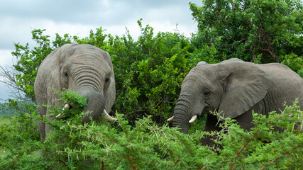 two elephant in thick foliage