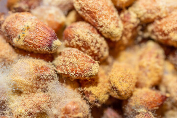 Pine nuts with mold background.