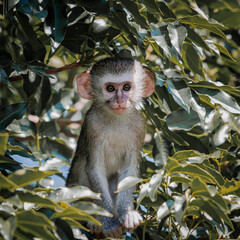 Portrait of young vervet monkey