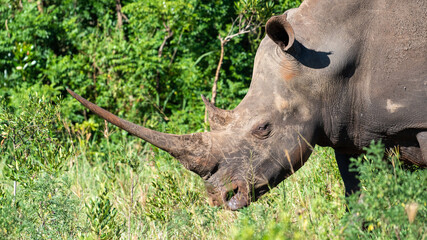Profile of rhino with long horn