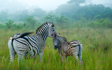 Fototapeta na wymiar Zebra mother and foal in the mist